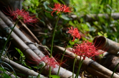 曼殊沙華