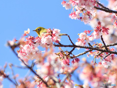 寒桜に目白