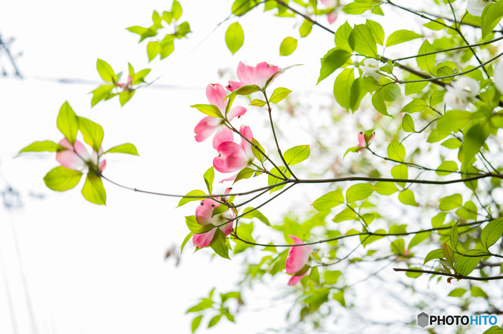 Flowering Dogwood