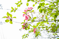 Flowering Dogwood