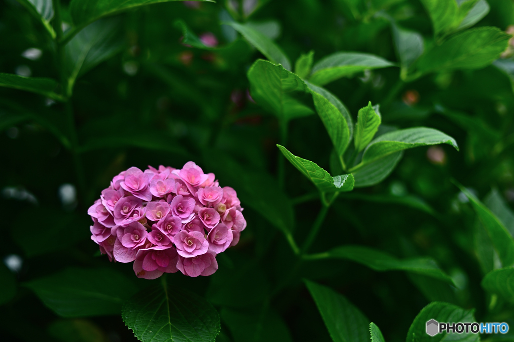 紫陽花