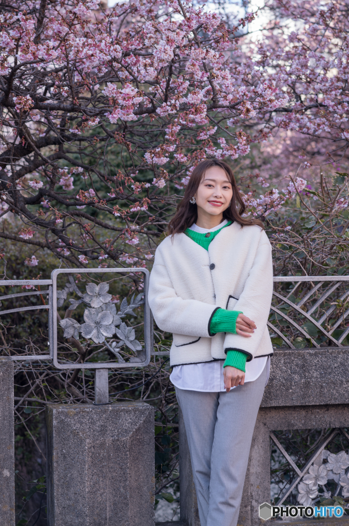 熱海桜