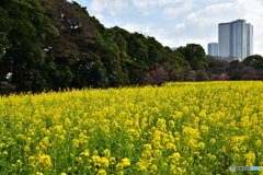 都会の菜の花畑