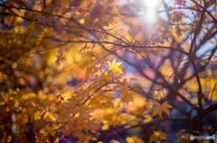Late Autumn
