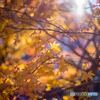 Late Autumn