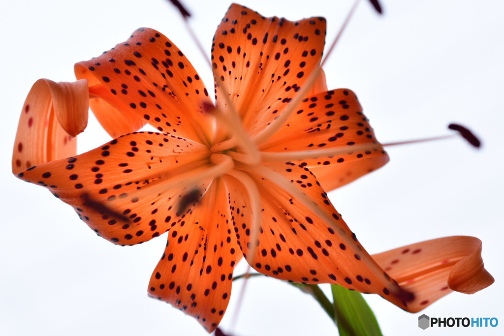 Tiger Lily