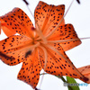 Tiger Lily