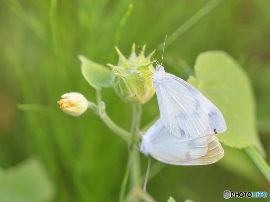夏に出会った虫君2