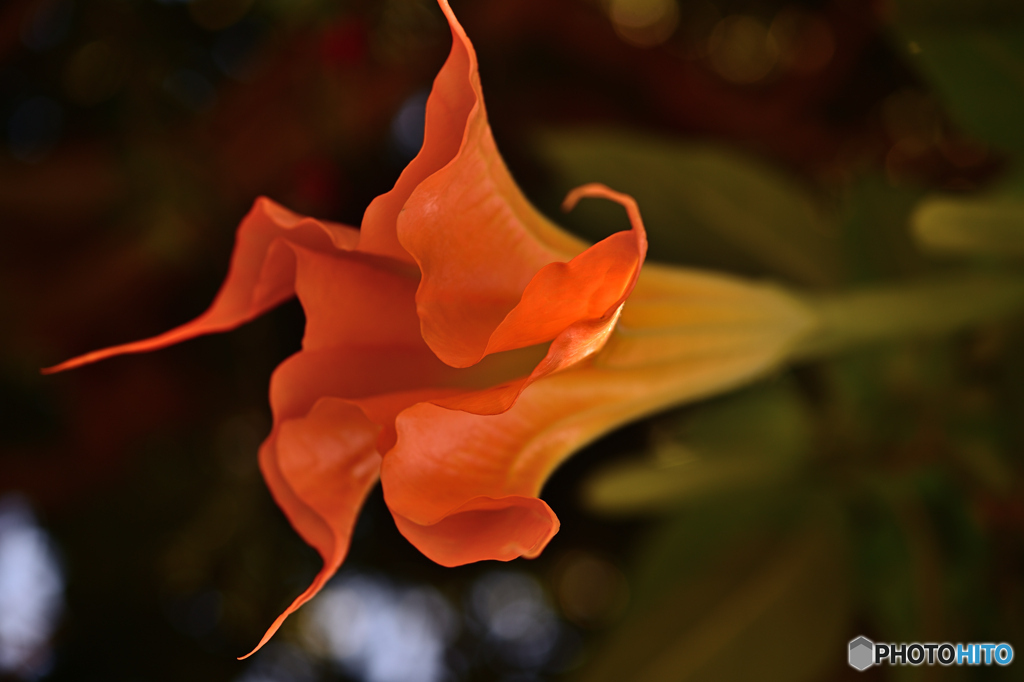 Angel's Trumpet