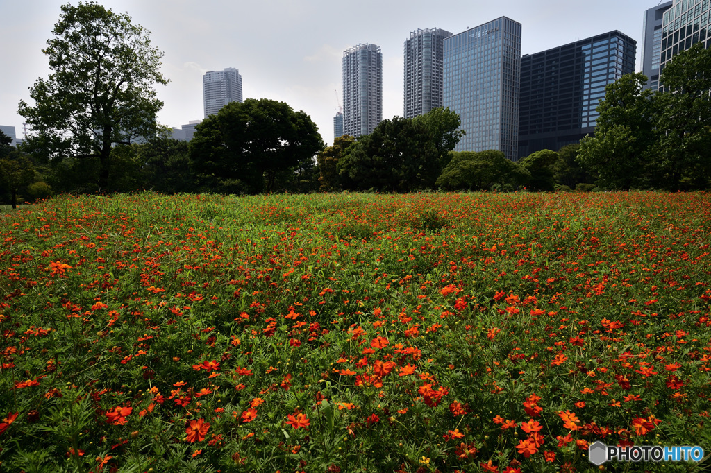 8月の秋桜