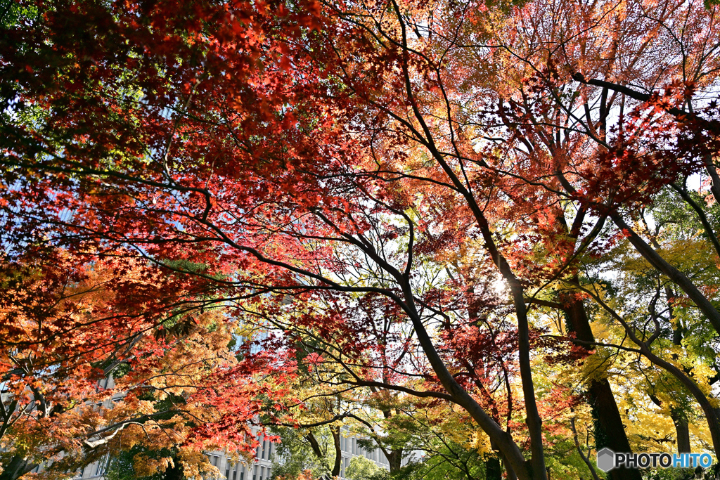 日比谷公園6