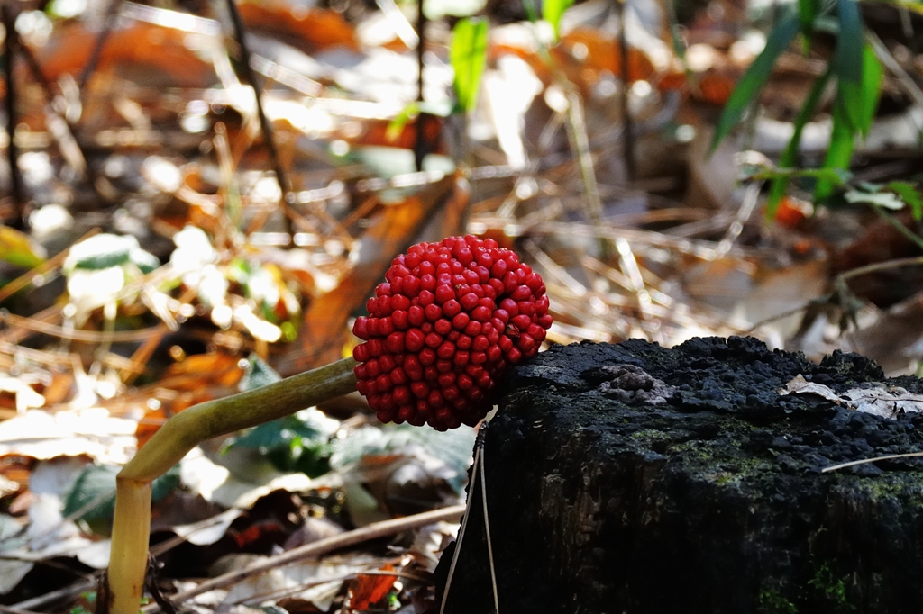 真紅の実