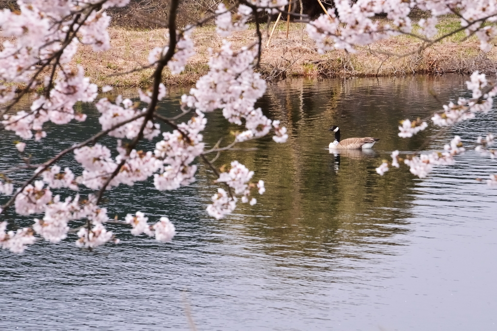 田貫湖3