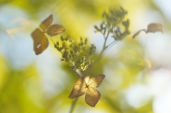 枯紫陽花