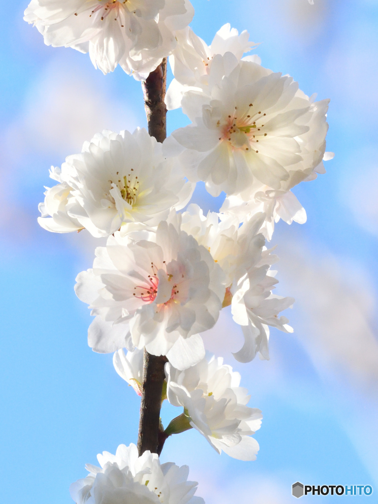 子福桜