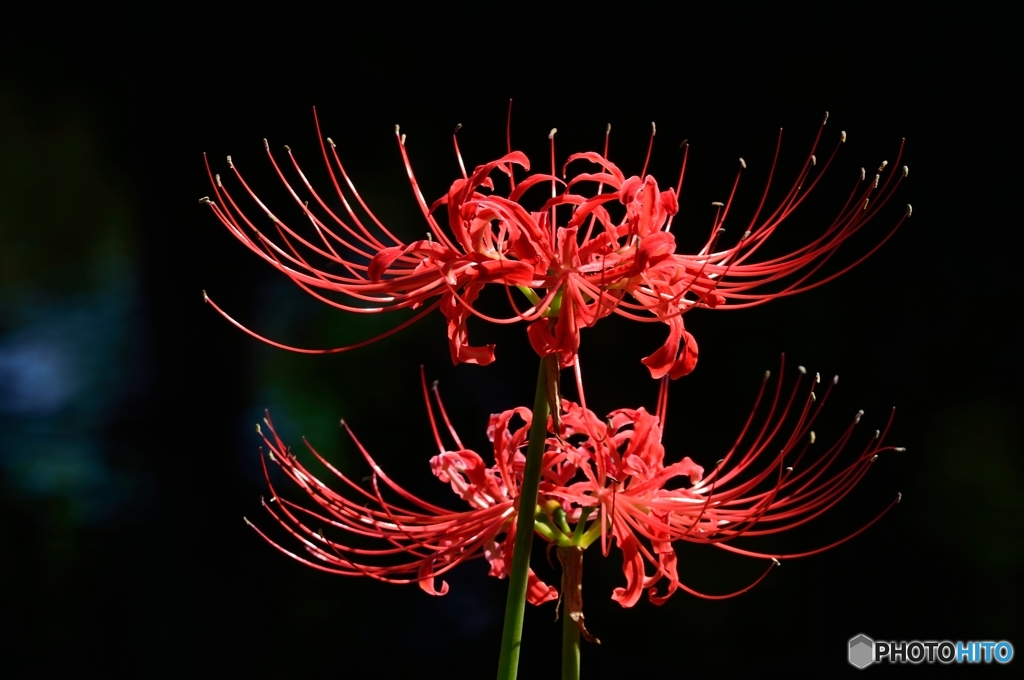 曼殊沙華