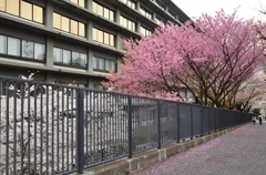 外務省の桜