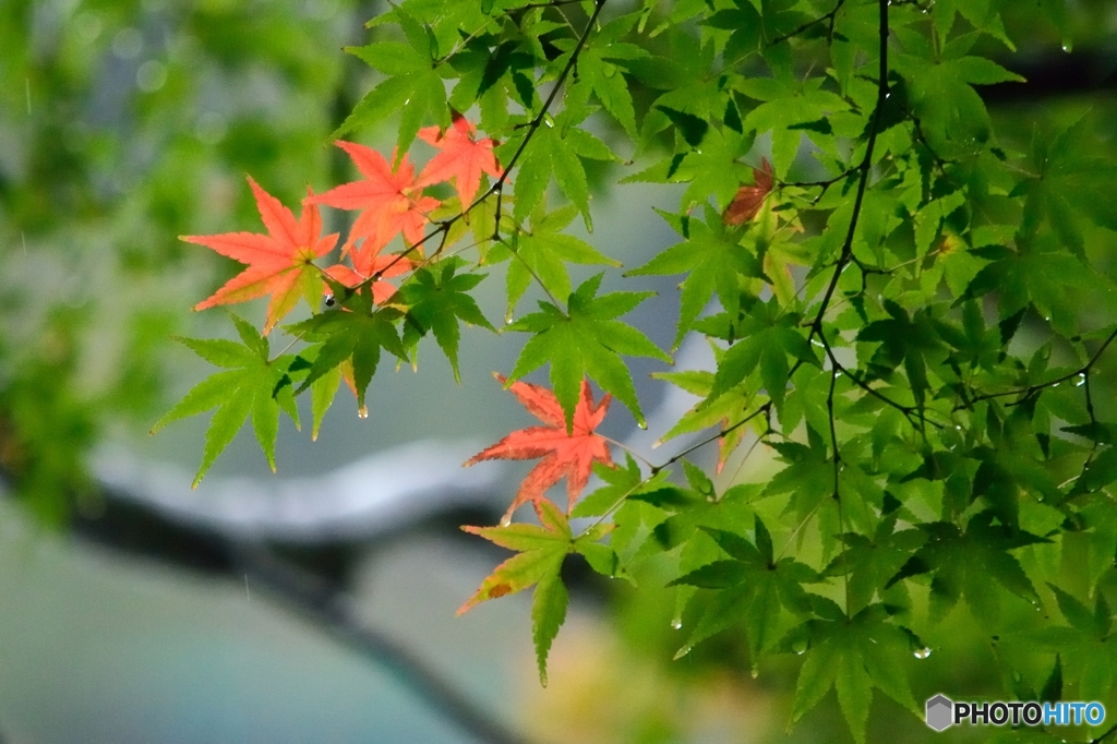 薄っすらと紅さして