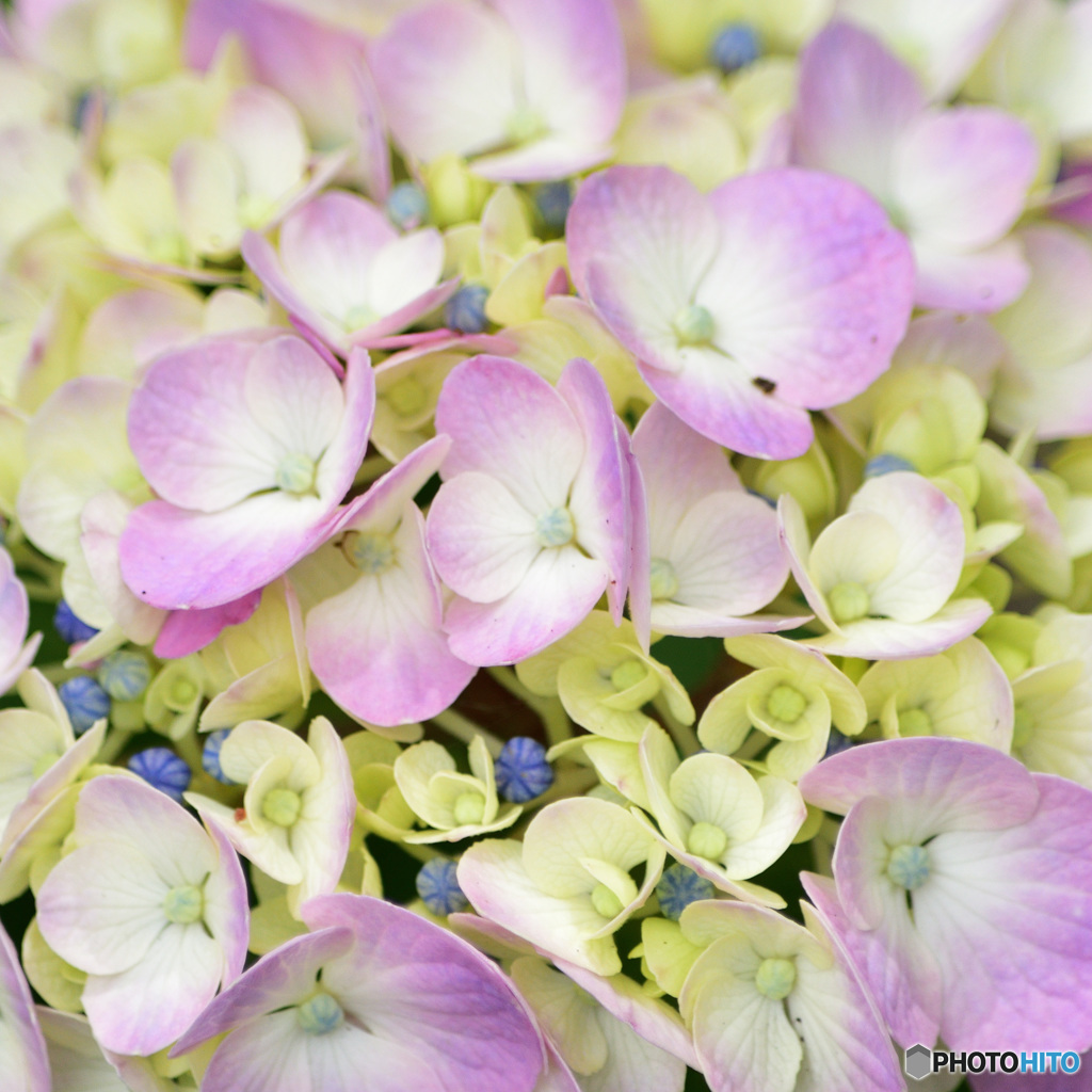 紫陽花色々ろ