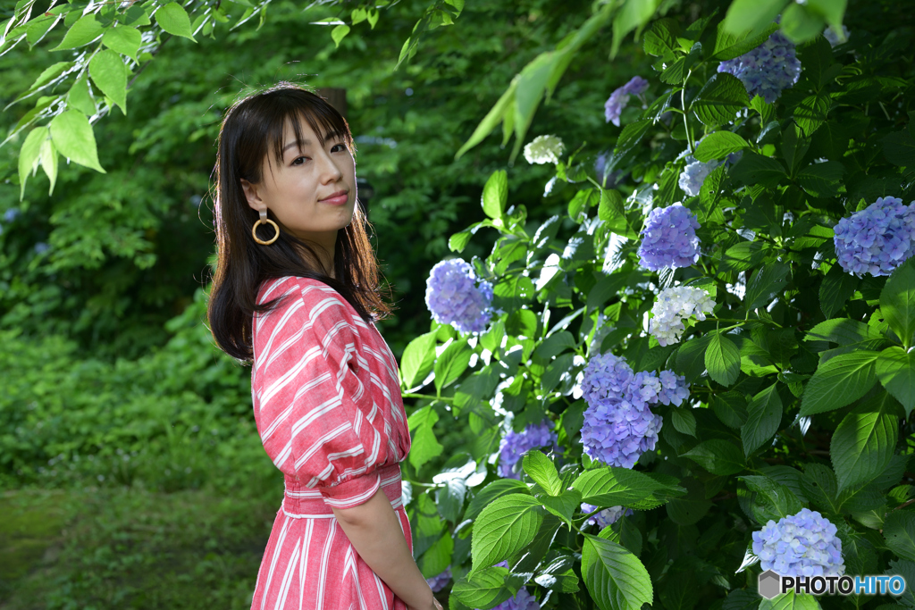 紫陽花3