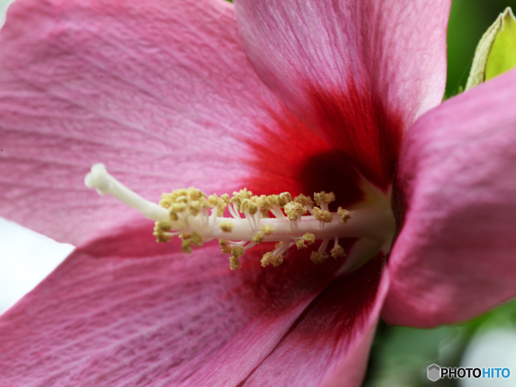 Hibiscus syriacus