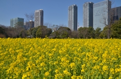 ビルヂングと菜の花