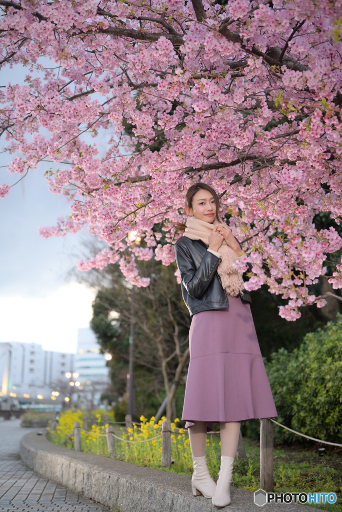 遊歩道の桜