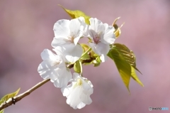 大島桜