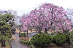 旧陸軍通信学校将校集会場庭園