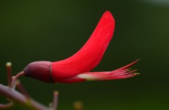 珊瑚刺桐