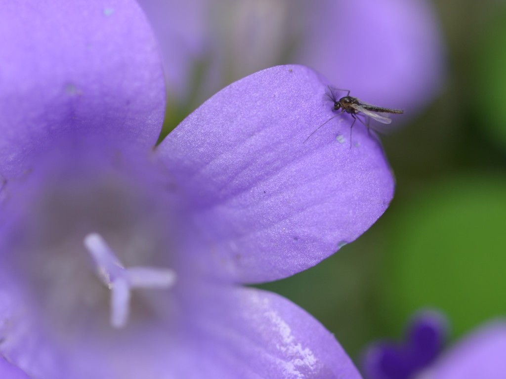 a mosquito