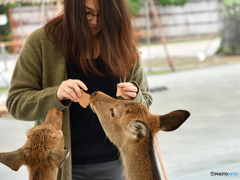 鹿煎餅