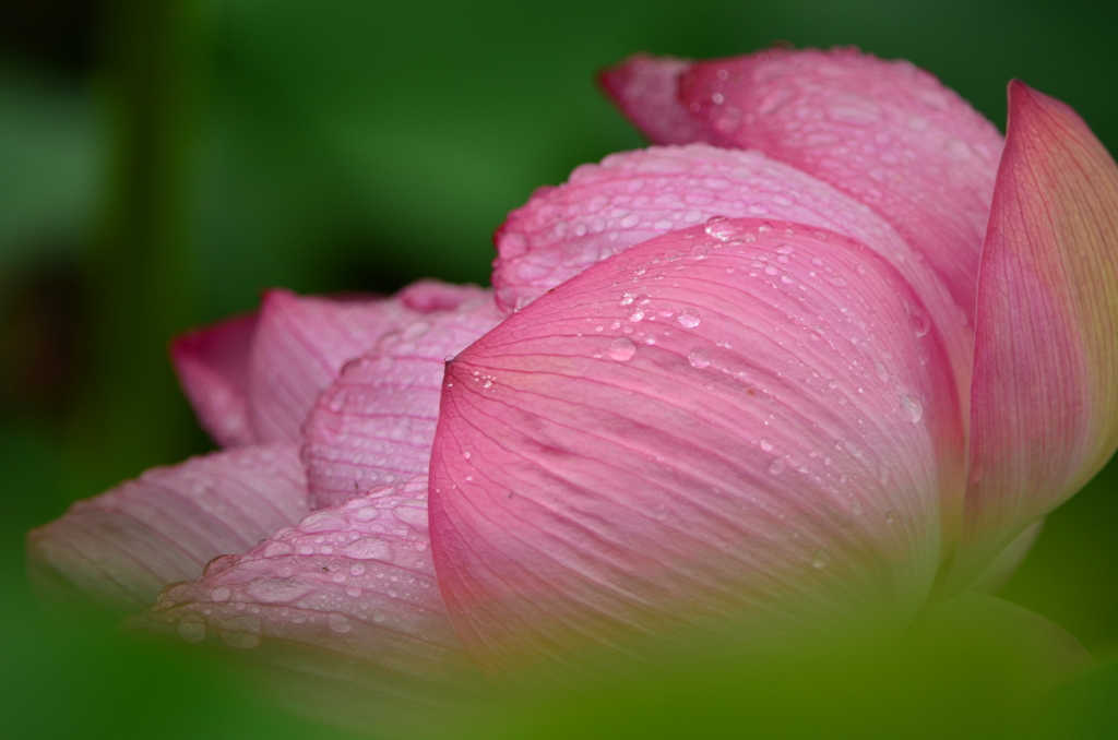 雨の日ならでは