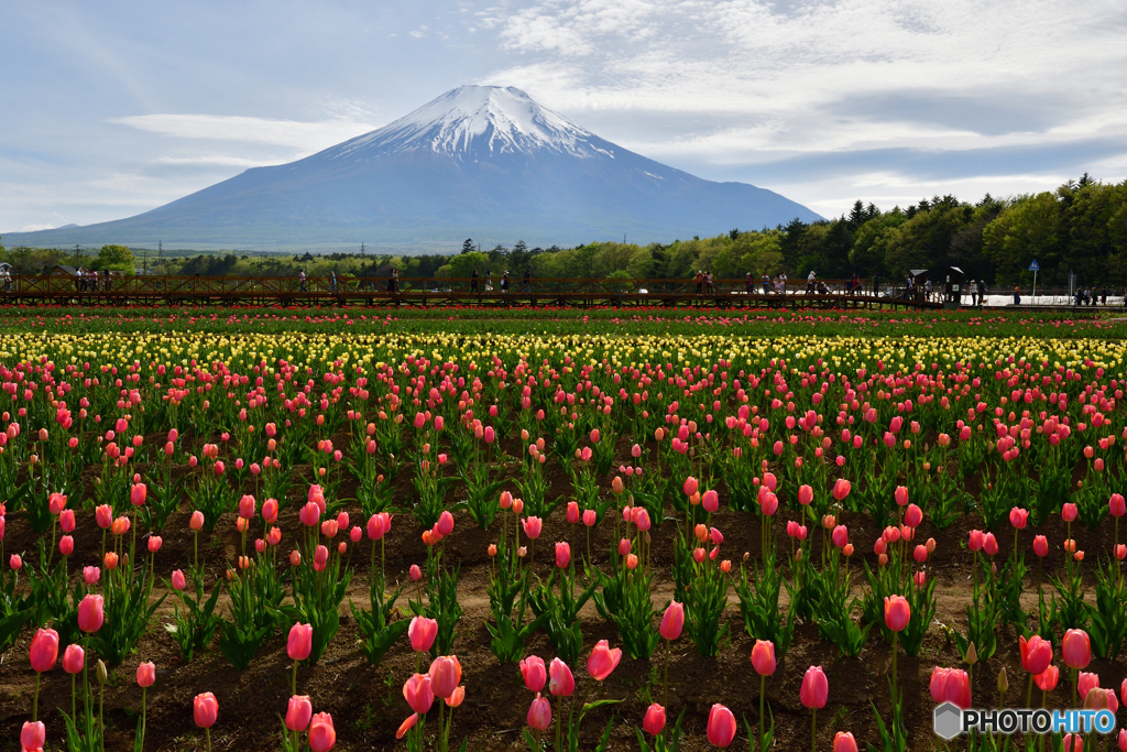 花の都