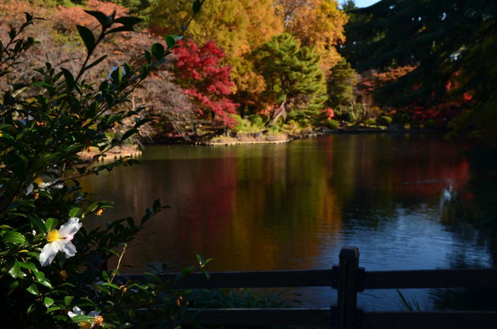 下の池を望む