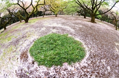 散り花を求めて２