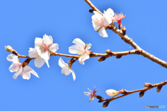 冬桜