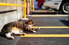 日向ぼっこ