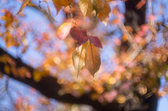 桜の黄葉