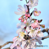 十月桜