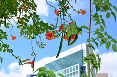 花暖簾