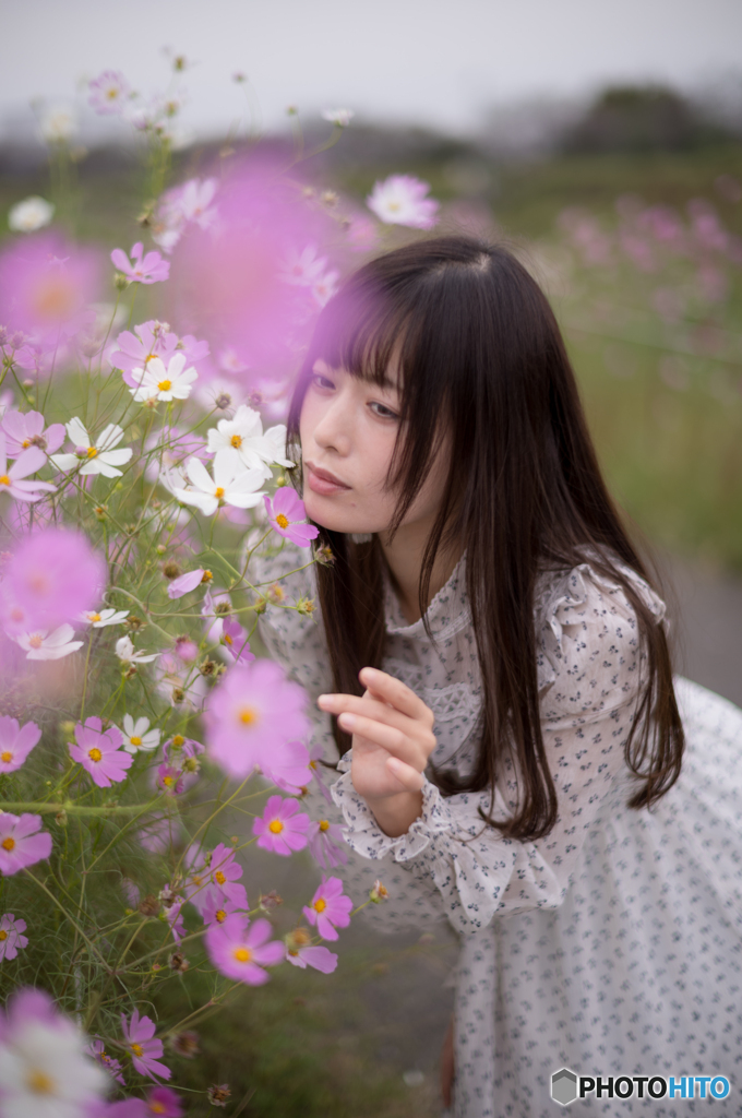 秋桜3