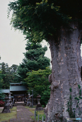 樹齢約500年