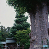 樹齢約500年