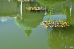 前庭の池に映る表慶館