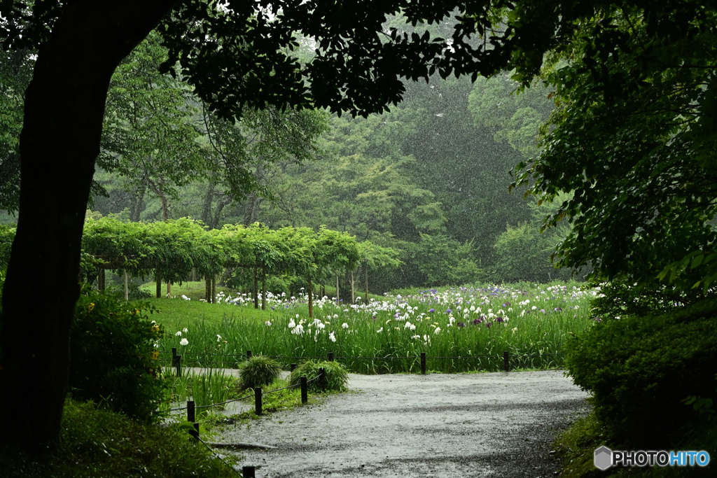 雨