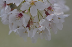 さくら花1