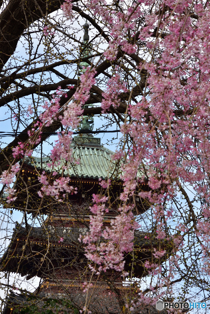 寛永寺五重塔