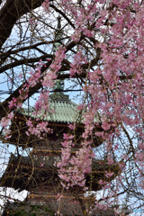 寛永寺五重塔
