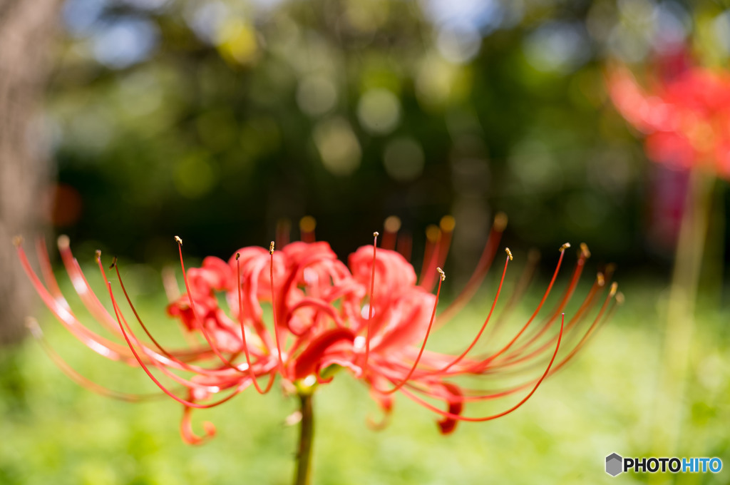 赤い曼珠沙華